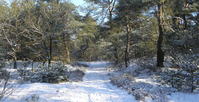 Kerst Wandelcafé Driebergen. Wandelen Singles 40+ 50+ 60+