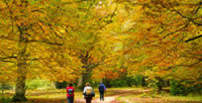 Wandelcafé Leersumse Veld. Vennen, heide, bos. Singles 40+50+60+
