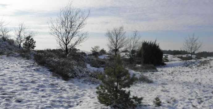 Wandelcafé Vierhouten - Veluwe. Wandelen singles 40+50+60+