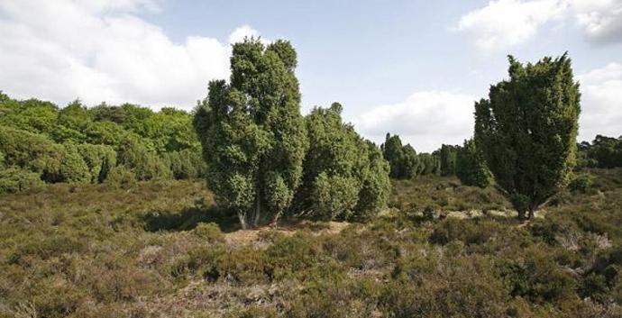 Wandelcafé Zuiderheide bij Hilversum. Wandelen singles 40+