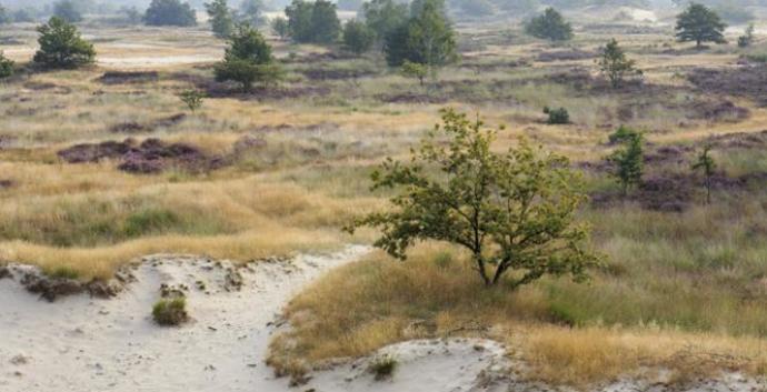 Nieuwjaars Wandelcafé Loonse en Drunense Duinen. Wandelen singles 40+50+60+